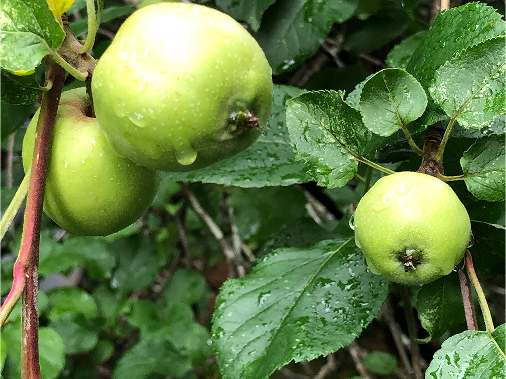 Apples grown in Georgia