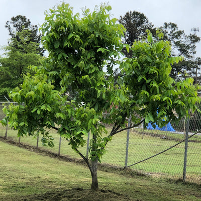 Pecan tree with GRF Soluble for nut trees