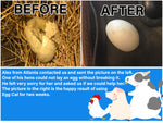 Egg-Cal : Liquid Vitamin for Hens Having Difficulty Laying Eggs (1 Gallon)