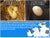 Egg-Cal : Liquid Vitamin for Hens Having Difficulty Laying Eggs (1 Gallon)