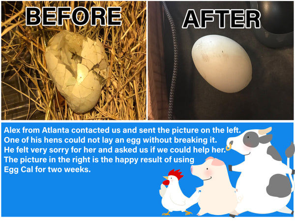Egg-Cal : Liquid Vitamin for Hens Having Difficulty Laying Eggs (1 Gallon)